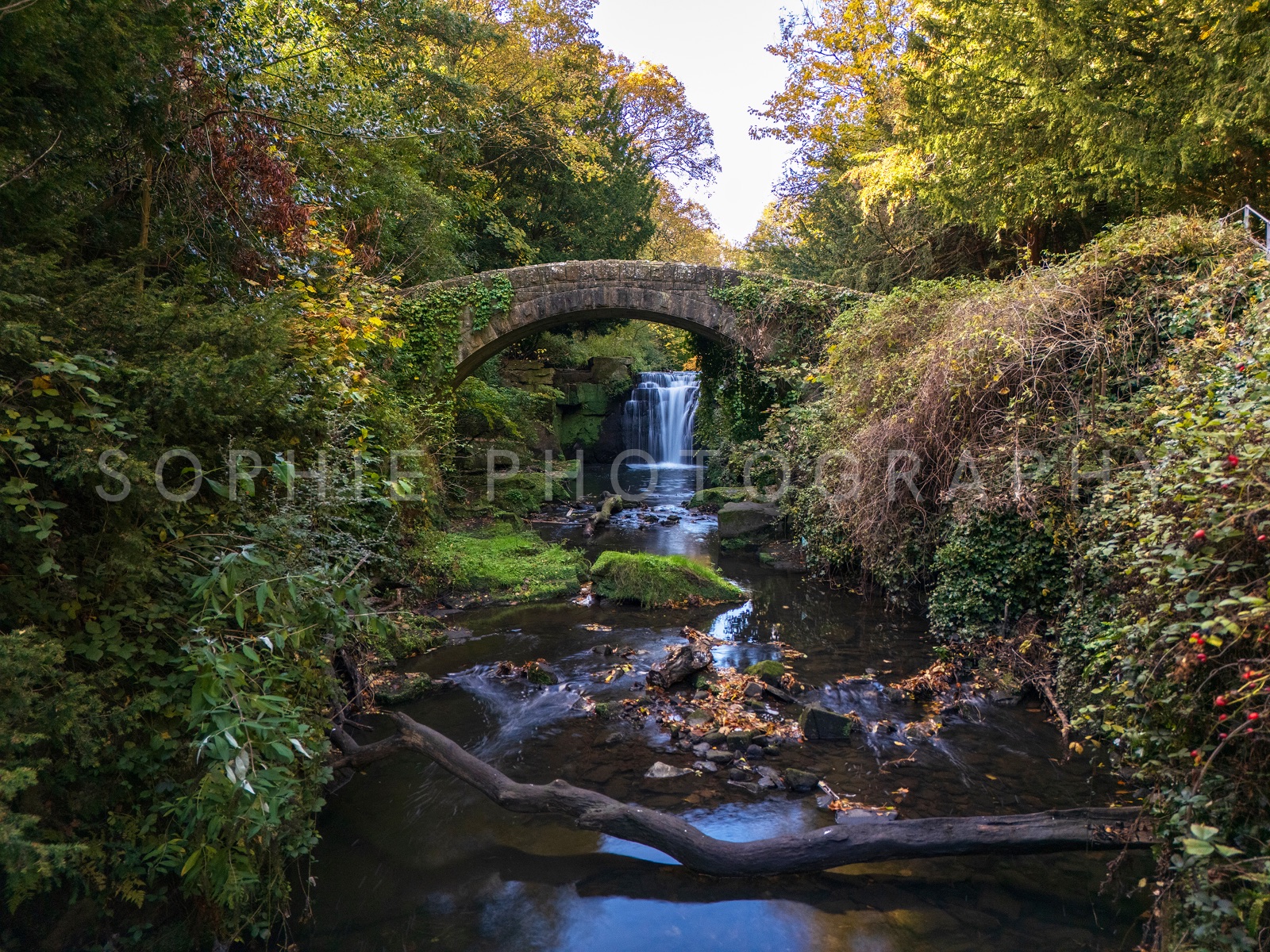 Autumn in Jesmond Dene, shown mounted at 8x6" print (10x8" mount)