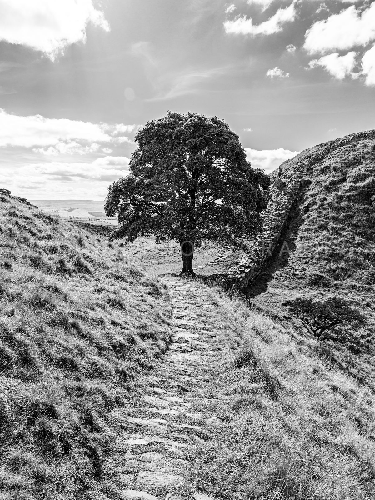 Sycamore Gap, Hadrian's Wall Path