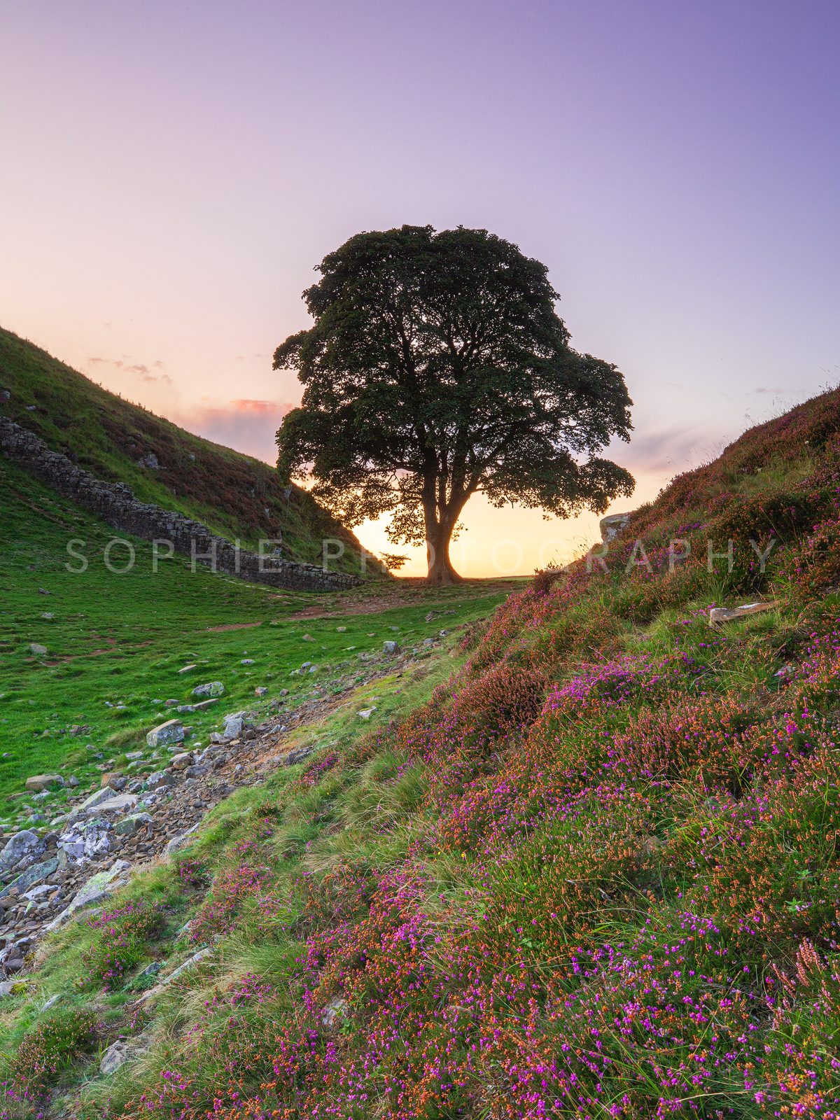 Sycamore Gap Heather