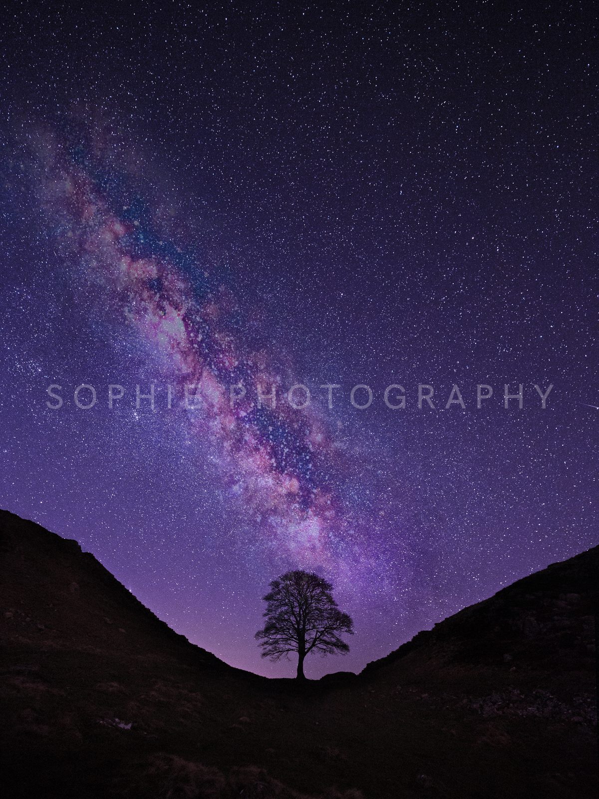 Sycamore Gap Stars