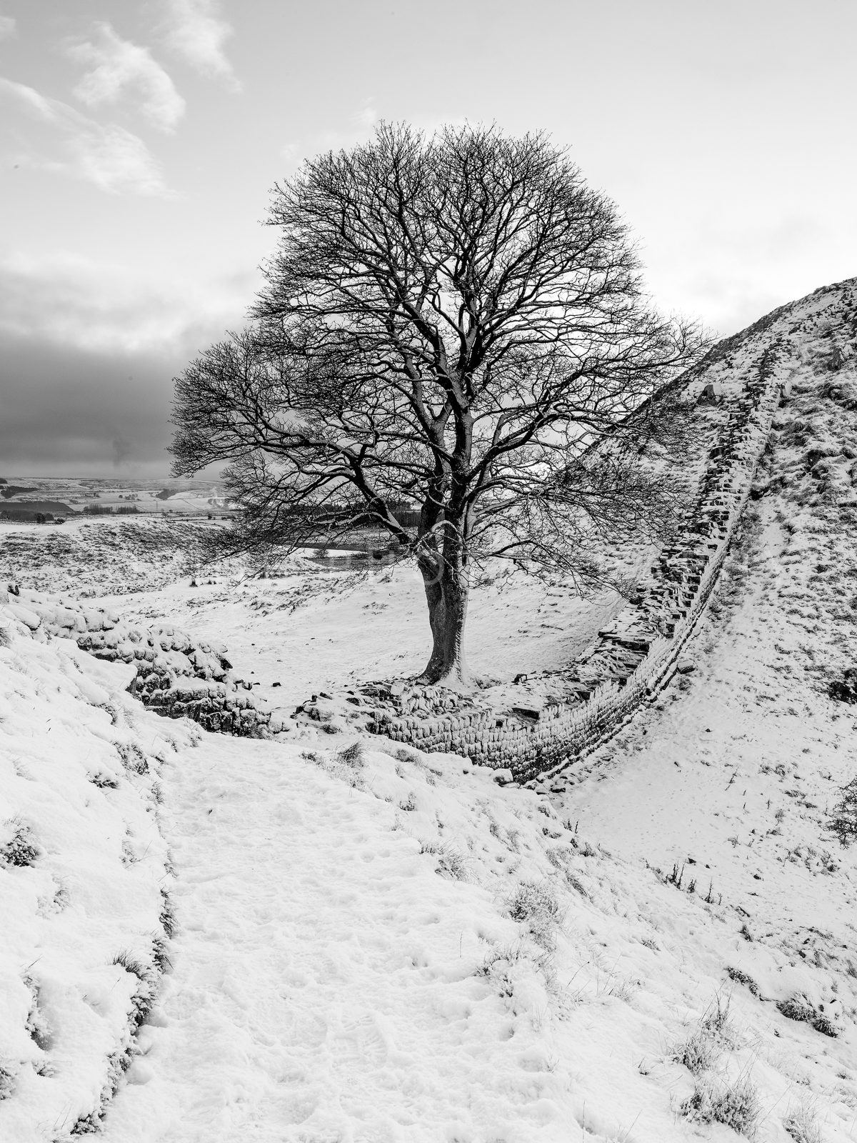 Sycamore Gap Snow, Black and White